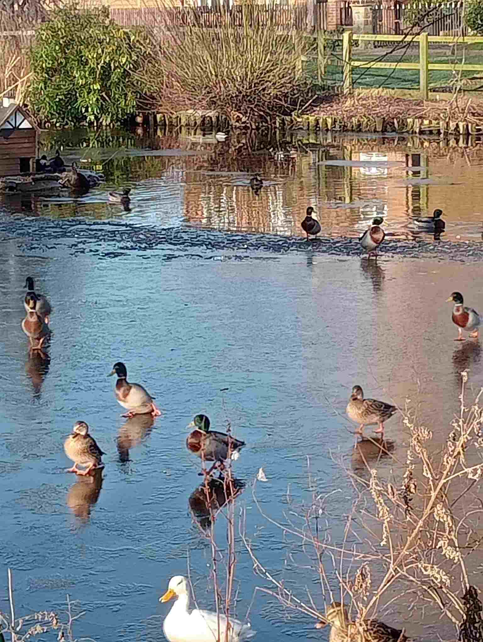 Ducks on frozen pond 2